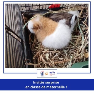 🐹✨ Invités surprise en Maternelle 1 ! ✨🐹